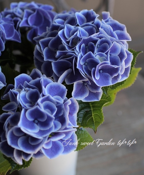 紫陽花 『ホットチボリ』 | すべての商品 | | Junk sweet Garden tef*tef*
