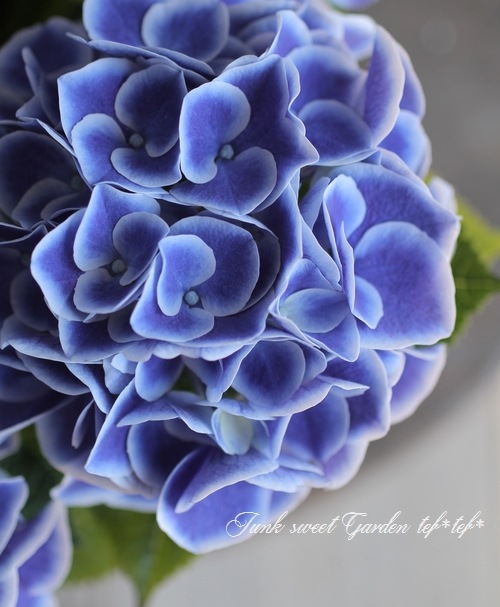 紫陽花 『ホットチボリ』 | すべての商品 | | Junk sweet Garden tef*tef*