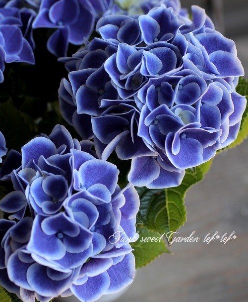 紫陽花 『ホットチボリ』 | すべての商品 | | Junk sweet Garden tef*tef*