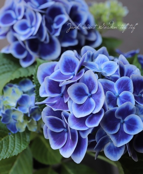 紫陽花 『ホットチボリ』 | すべての商品 | | Junk sweet Garden tef*tef*