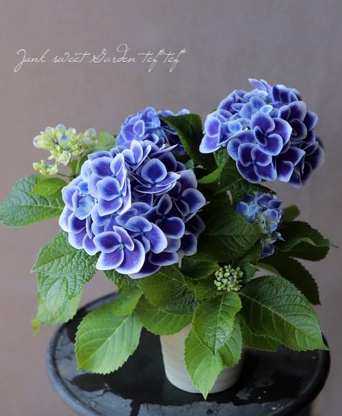 紫陽花 『ホットチボリ』 | すべての商品 | | Junk sweet Garden tef*tef*