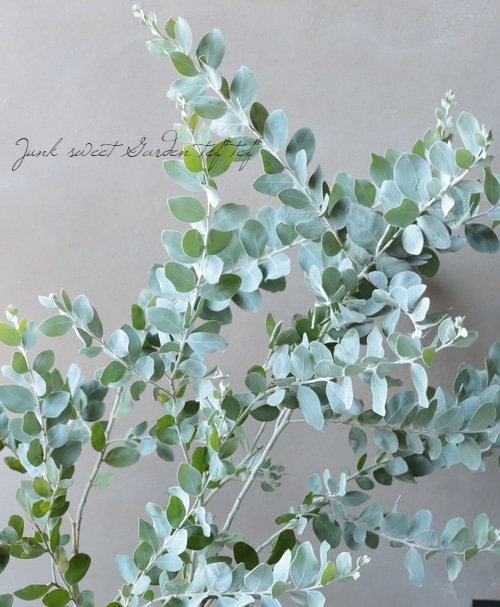 銀葉パールアカシア 『ポダリリーフォリア』 大株優良特大株！【B