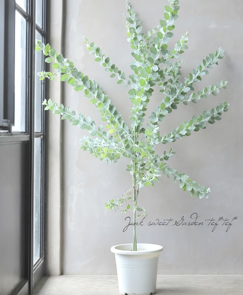 パールアカシア 苗 大型 190cm❗整った樹形 際立つシルバーリーフ パールアカシア 苗 大型 190cm❗整った樹形 際立つシルバーリーフ