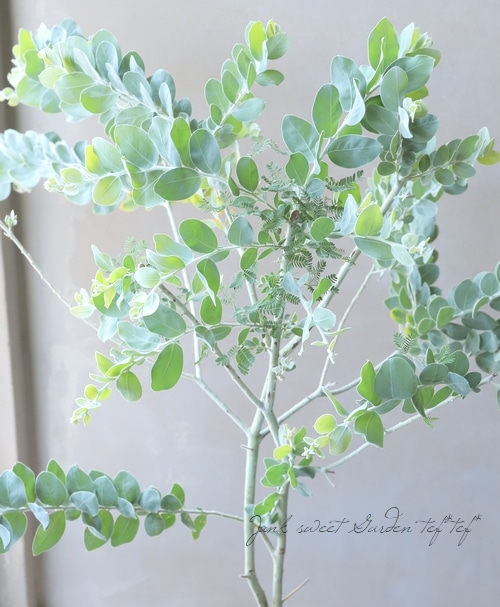 シルバーリーフが美しい パールアカシア 654 樹高1.8m位 アカシア 銀葉