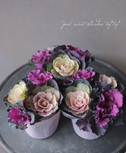 葉牡丹 スノーローズ『あかね×ファーストレディ』 ブーケ仕立て