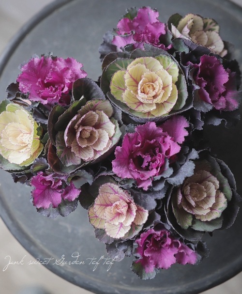 葉牡丹 スノーローズ『あかね×ファーストレディ』 ブーケ仕立て