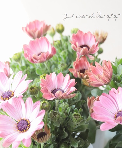 オステオスペルマム・セレニティ 『ピンクマジック』 | すべての商品