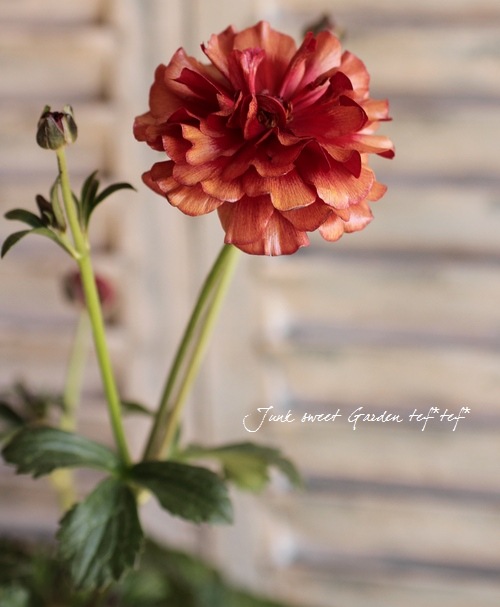 ラナンキュラス ラックスシリーズ 『ムーサ』 綾園芸さん育種 | すべて