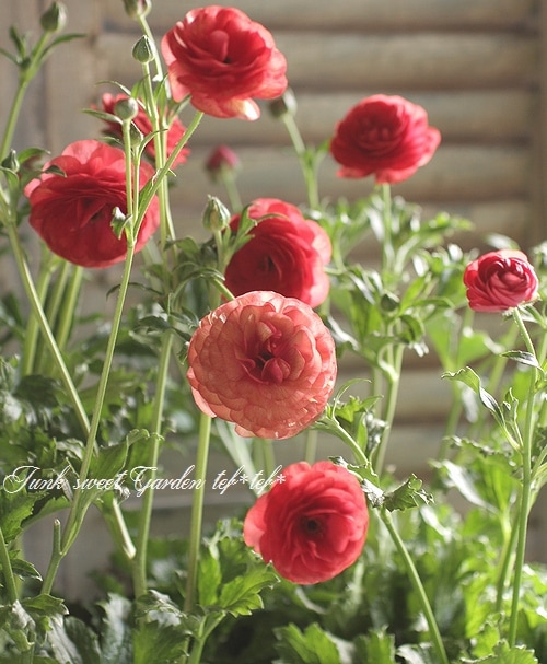 ラナンキュラス ラックスシリーズ 『ムーサ』 綾園芸さん育種 | すべて