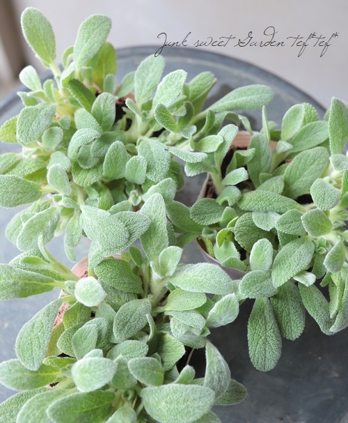 ����ѥ����ʼ��ॺ���䡼 �إ��륭���ե꡼���١إ��������ӥ���ǥ�����