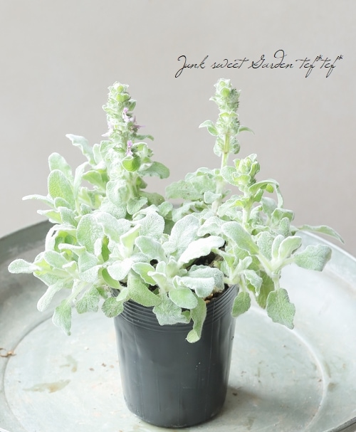 ����ѥ����ʼ��ॺ���䡼 �إ��륭���ե꡼���١إ��������ӥ���ǥ�����