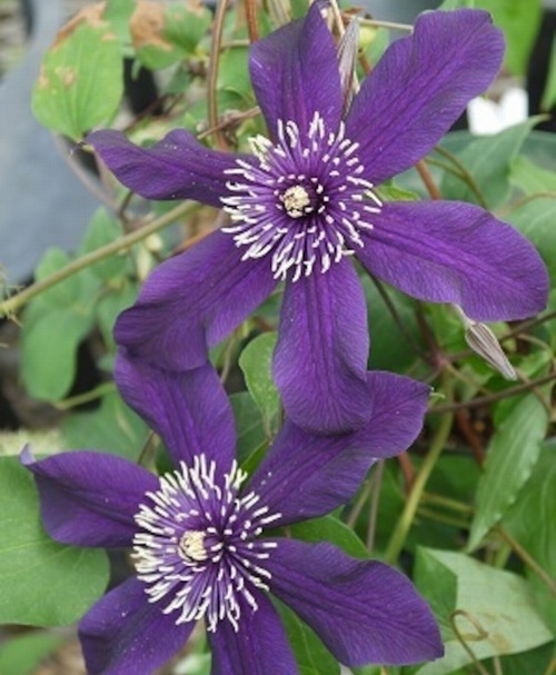クレマチス・アフロシリーズ 『パンサー』 新旧両枝咲き | すべての