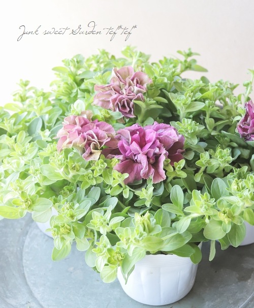 花日和さんオリジナル】 八重咲きペチュニア・ベルチャームシリーズ