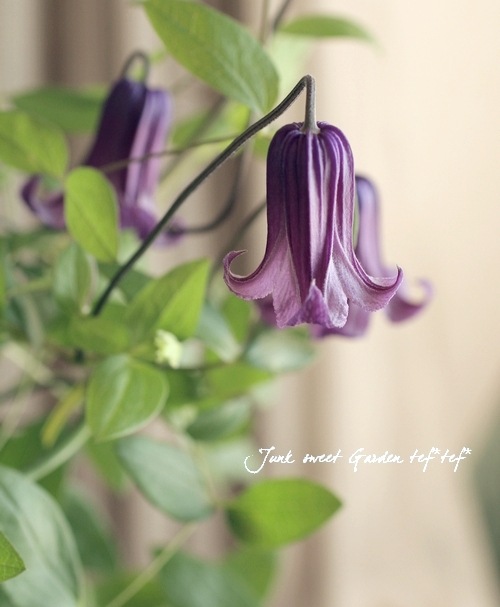 ۷ޥإ