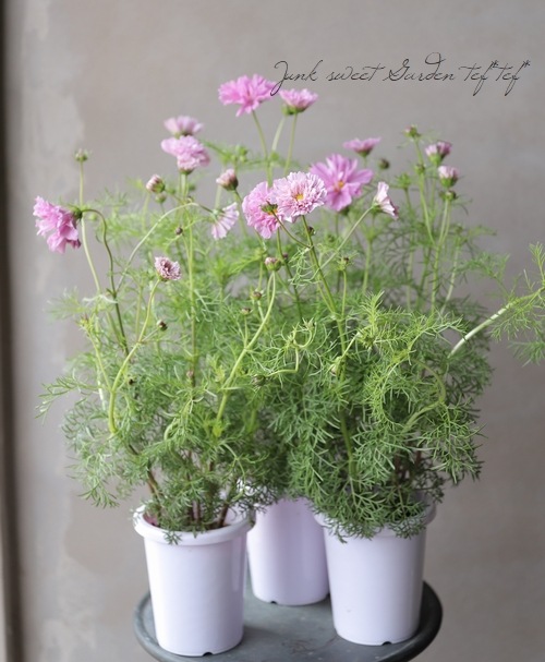 八重咲きコスモス ダブルクリック ローズボンボン すべての商品 Junk Sweet Garden Tef Tef