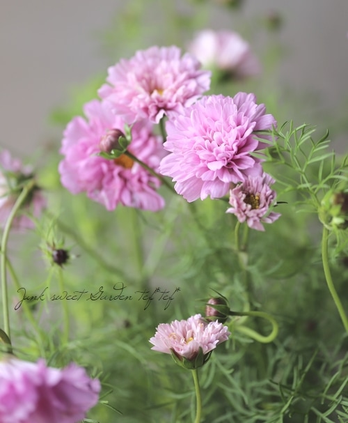 八重咲きコスモス ダブルクリック ローズボンボン すべての商品 Junk Sweet Garden Tef Tef