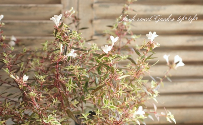 ���٥ꥢ���إ���ե��åƥ���