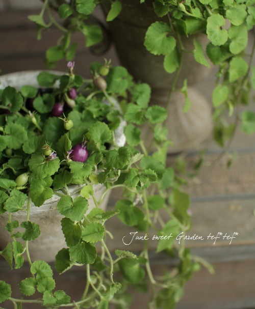 �إѡ��ץ륯���٥꡼��