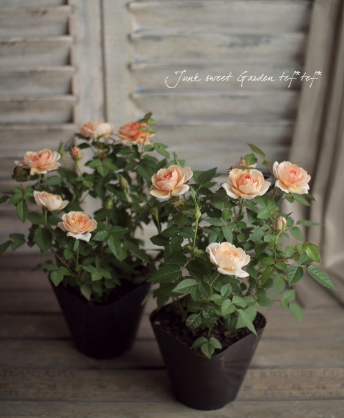 ミニバラ モカフェローズ すべての商品 Junk Sweet Garden Tef Tef