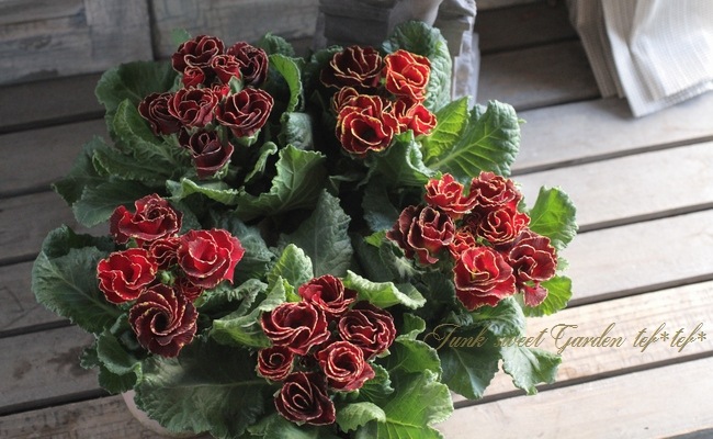 <i>Primula juriana hybrid</i><BR><BR>�ץ��顦�ϥ��֥�å�<BR>���֥�󥬿���