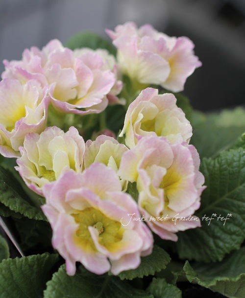 �ץ��顦�ϥ��֥�å�<BR>�إѥ��ƥ륫�顼��<BR>3.�ݥå�