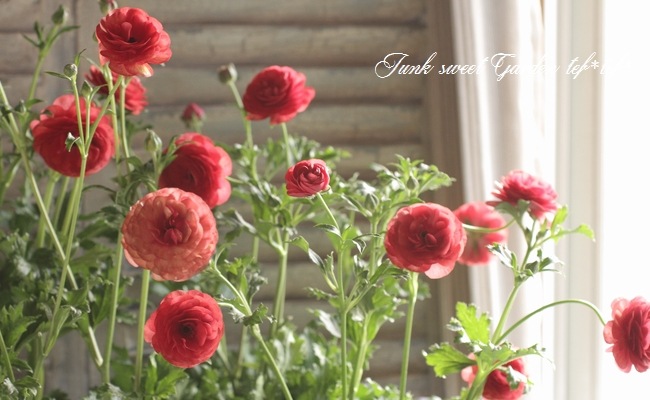 �ڰ���ݤ������ ��ʥ󥭥�饹����å������꡼�����إࡼ���١�