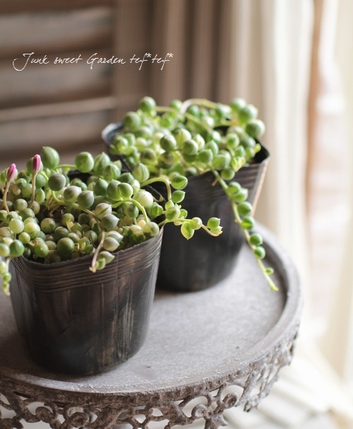 多肉植物】 斑入り『グリーンネックレス』 | すべての商品 多肉植物】 斑入り『グリーンネックレス』 | すべての商品