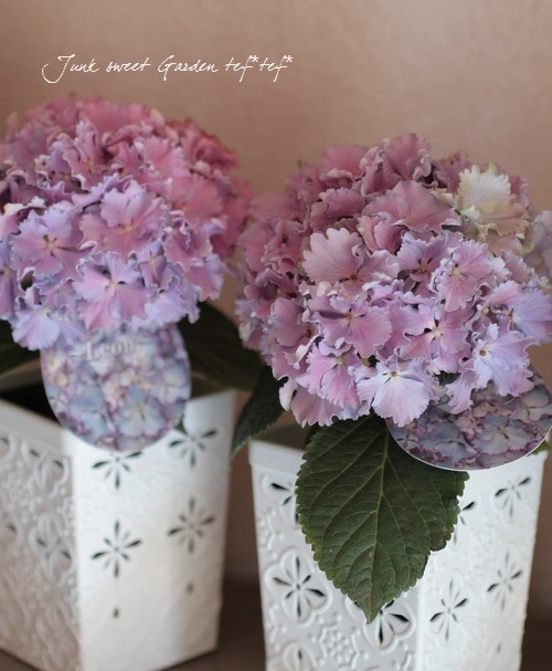i>Hydrangea</i><BR><BR>手のひらサイズ♪<BR>プレミアム