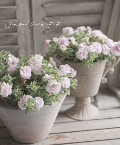 i>Petunia×hybrida</i><BR><BR>小輪・八重咲きペチュニア<BR>『VIVA