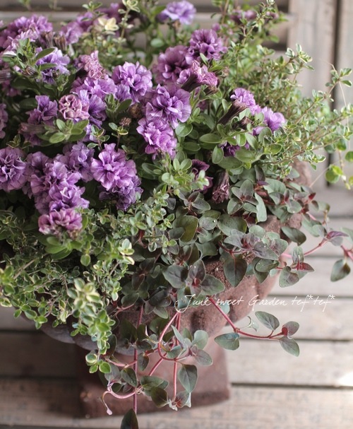 Petuniahybrida<BR><BR>إߥˡȬź餭<BR>ڥ˥<BR>إ֥֥롼