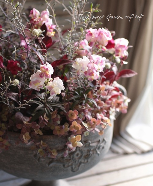 <i>Corokia cotoneaster </i><BR><BR>ȥͥ<BR>إ磻䡼