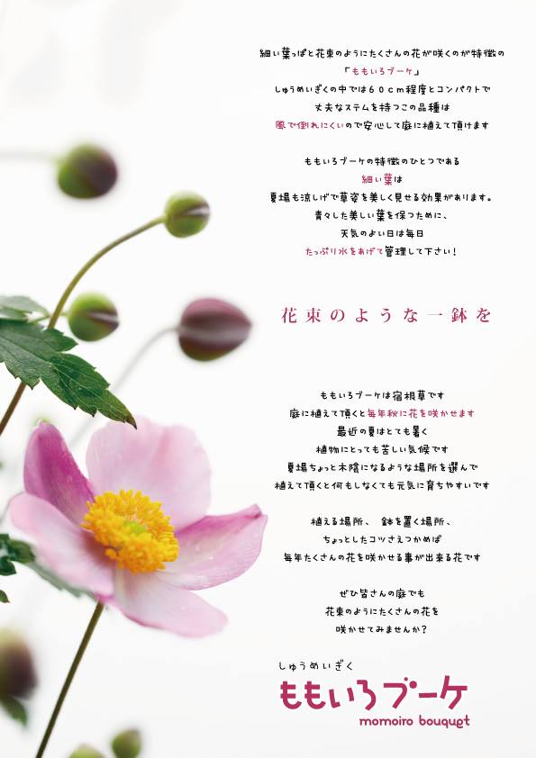 信州産　秋明菊桃色・白　joy様　ご確認用です♪ 楽天市場】秋明菊(シュウメイギク) ももいろブーケ 5号鉢 (直径