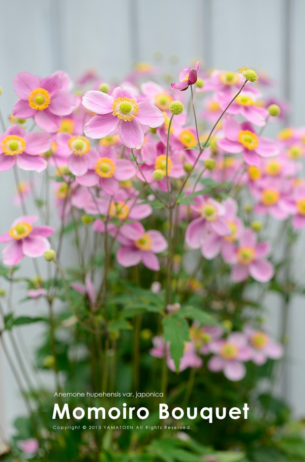 秋明菊 -シュウメイギク- 『ももいろブーケ』 | すべての商品 | | Junk