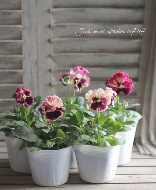 <i>Viola��wittrockiana </i><BR><BR>�ե��ѥ󥸡�<BR>�ե���<BR>�إȥꥫ�顼��������