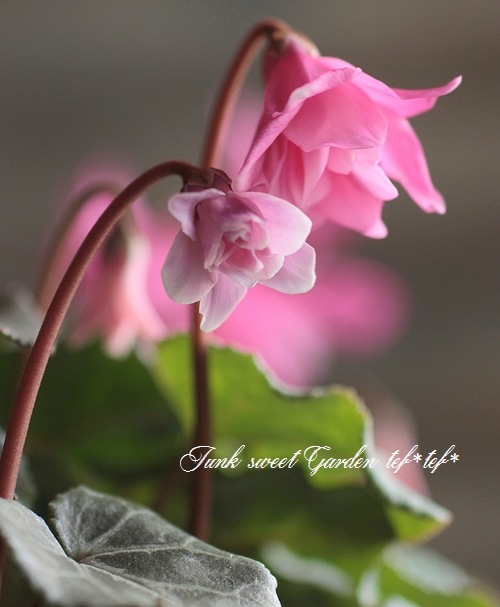 i>Cyclamen persicum</i><BR><BR>八重咲きシクラメン<BR>しだれ咲き