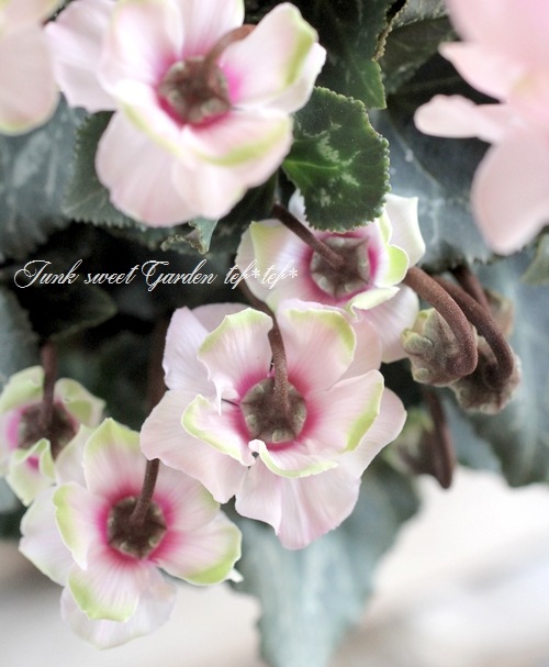 <i>Cyclamen persicum Mill</i><BR><BR>Ȭ�ź餭��������<BR>�褬���꡼��<BR>�إ��꡼��ƥ������