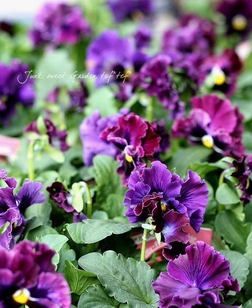 フリルパンジー フリズルシズル 『バーガンディ』 | すべての