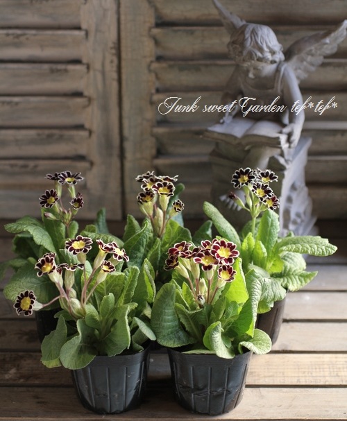 <i>Primula</i><BR><BR>����ƥ������ץ���<BR>����ϡإ���С��졼����