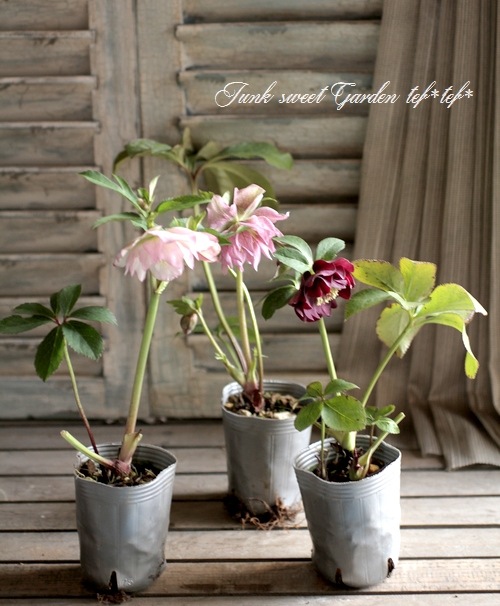 i>Helleborus hybridus</i><BR><BR>寄せ植えサイズ<BR>セミダブル咲き