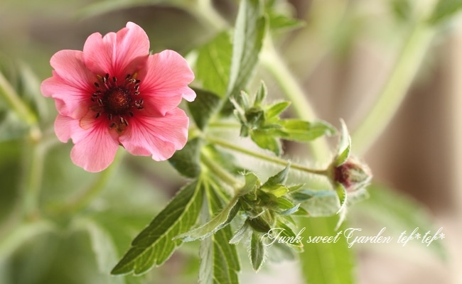 ポテンティラ・ネパレンシス .『ヘレンジェーン』 植え込み用 | すべて