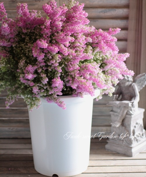 <i>Erica chamissonis<i><BR><BR>���ꥫ �إ���ߥ��˥���