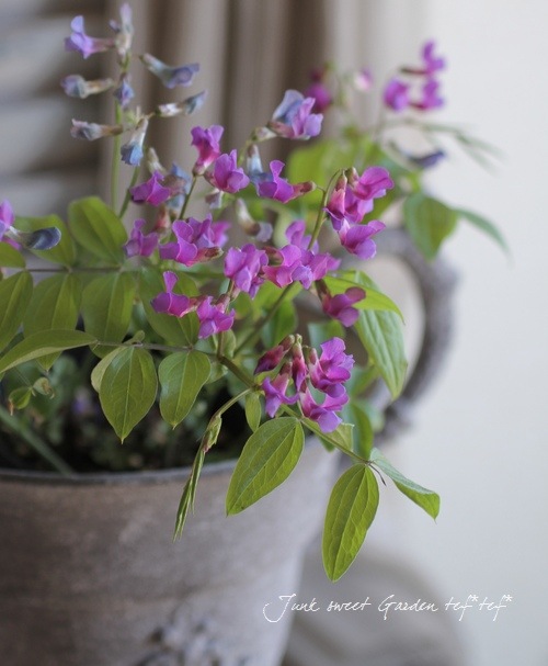 <i>Perennial sweet pea</i><BR><BR>�������ɺ������ȥԡ�<BR>�إ饷�饹���ԥ󥯡٤ȡإѡ��ץ�٤�MIX����