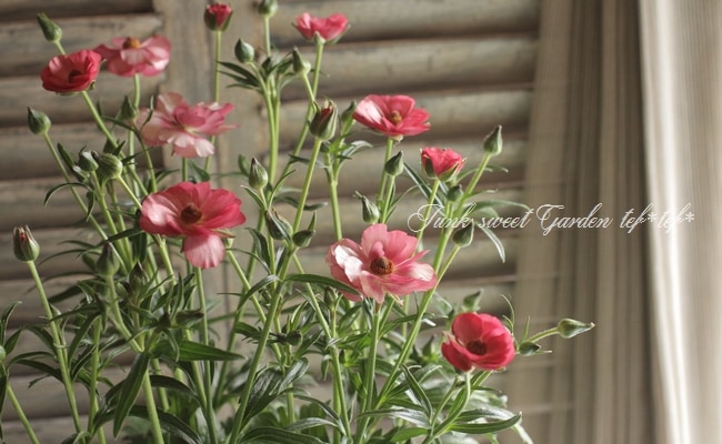 綾園芸さんのラナンキュラス ラックスシリーズ リキュア すべての商品 Junk Sweet Garden Tef Tef 綾園芸さんのラナンキュラス ラックスシリーズ リキュア すべての商品 Junk Sweet Garden Tef Tef