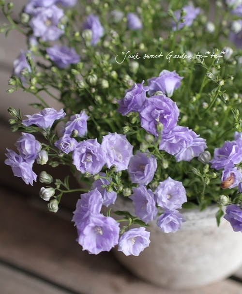□良品□スポード　カンパニュラ　CAMPANULA　デザートプレート　6枚 □良品□スポード カンパニュラ CAMPANULA デザートプレート 6枚 Spode