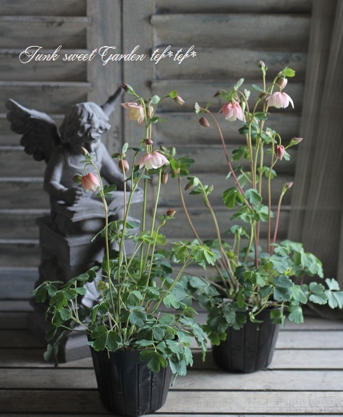 i>Semiaquilegia hybrids</i><BR><BR>風鈴オダマキ<BR>『2色咲き