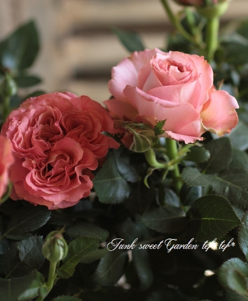 i>Rosa.Min.infinity</i><BR><BR>ミニバラ・インフィニティ<BR