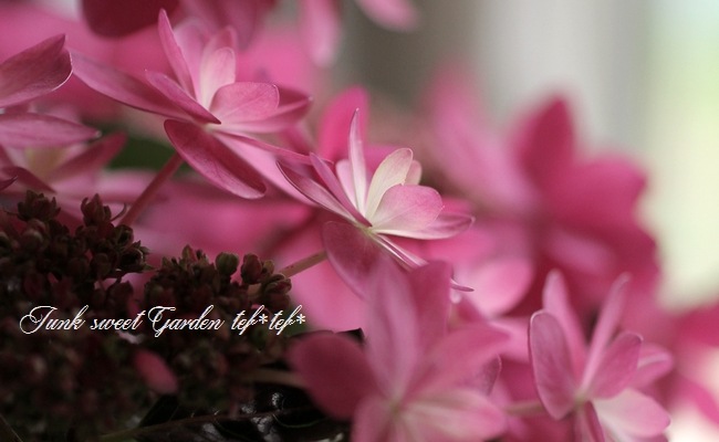 紫陽花 ダンスパーティー ハッピー 樹形乱れ花なしのため Off すべての商品 Junk Sweet Garden Tef Tef 紫陽花 ダンスパーティー ハッピー 樹形乱れ花なしのため Off すべての商品 Junk Sweet Garden Tef Tef