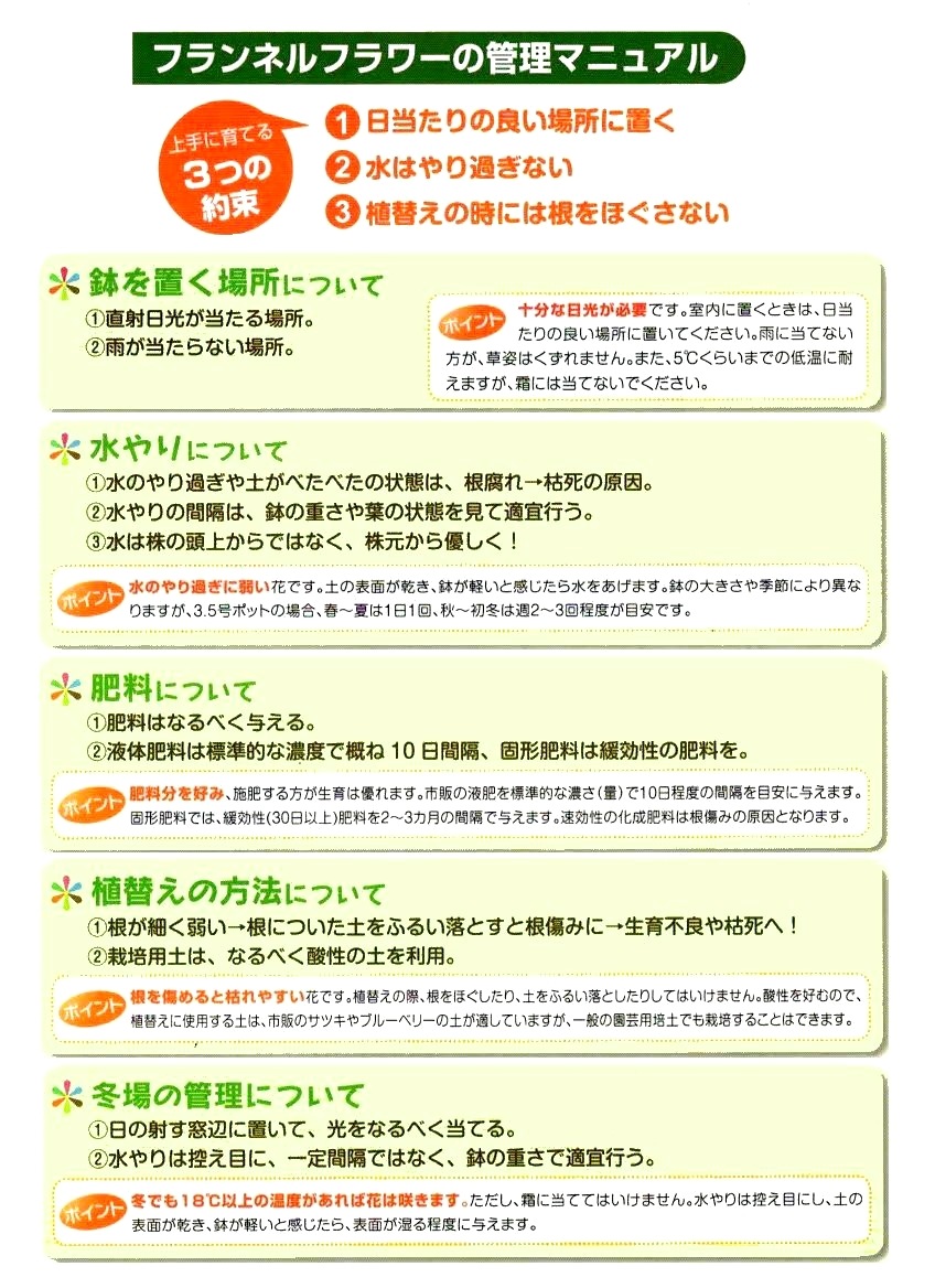 <i>Actinotus helianthi<BR><BR>�����ʼ�ե��ͥ�ե��إԥԡ�