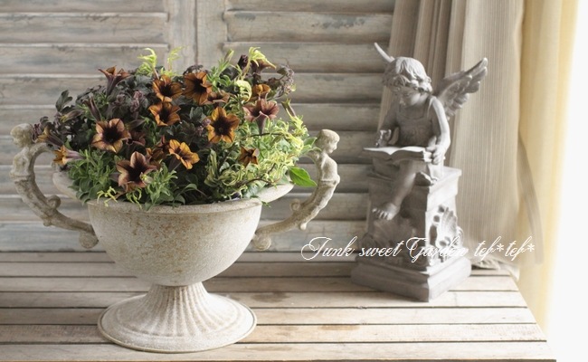 i>Petunia x hybrida</i><BR><BR>ペチュニア・ヨコハマ<BR