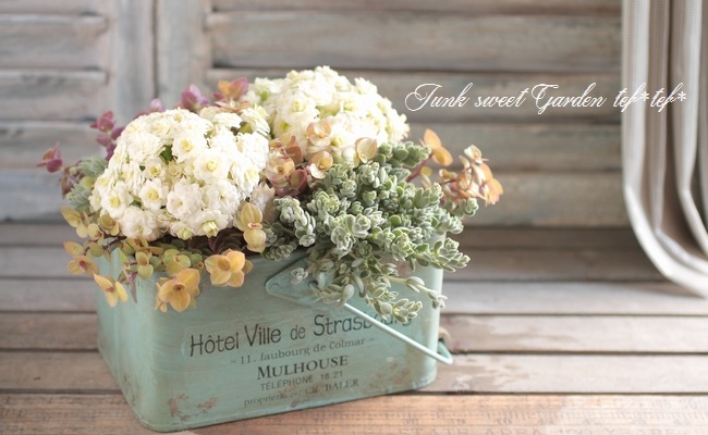 <i>Kalanchoe</i><BR><BR>äο<BR>󥳥<BR>إѥ-륰꡼-